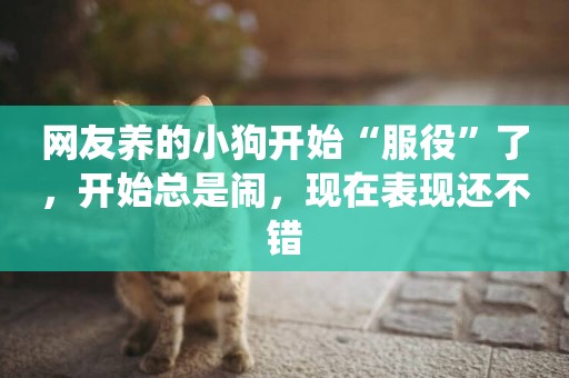 網友養的小狗開始“服役”了，開始總是鬧，現在表現還不錯