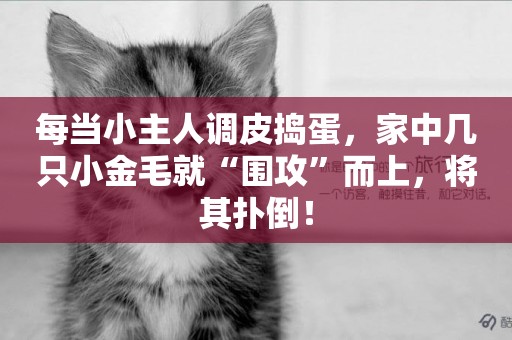 每當小主人調皮搗蛋，家中幾只小金毛就“圍攻”而上，將其撲倒！