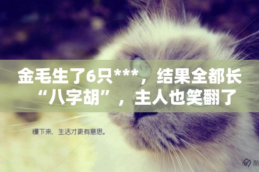 金毛生了6只***，結果全都長“八字胡”，主人也笑翻了