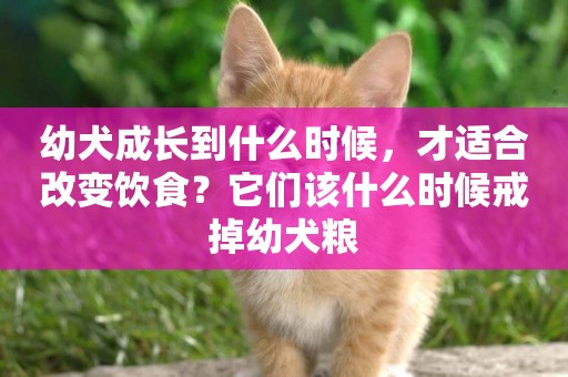 幼犬成長到什么時候，才適合改變飲食？它們該什么時候戒掉幼犬糧
