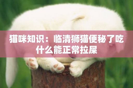 貓咪知識：臨清獅貓便秘了吃什么能正常拉屎