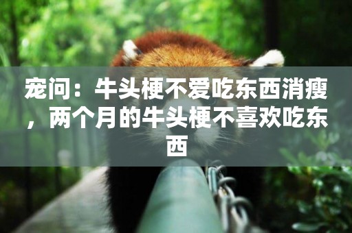 寵問：牛頭梗不愛吃東西消瘦，兩個月的牛頭梗不喜歡吃東西