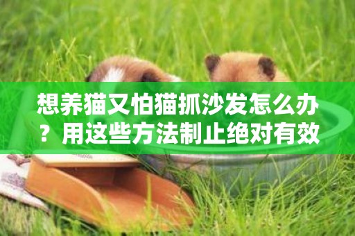 想養貓又怕貓抓沙發怎么辦？用這些方法制止絕對有效！