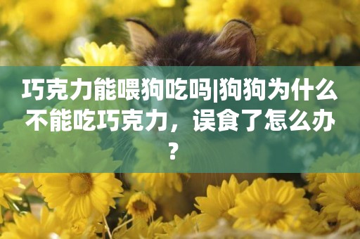巧克力能喂狗吃嗎|狗狗為什么不能吃巧克力，誤食了怎么辦？ 