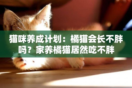 貓咪養成計劃：橘貓會長不胖嗎？家養橘貓居然吃不胖
