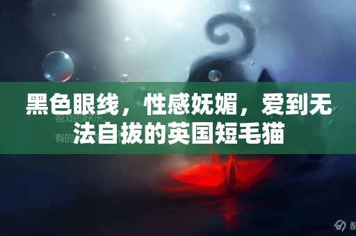 黑色眼線，性感嫵媚，愛到無法自拔的英國短毛貓