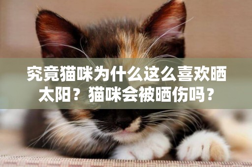 究竟貓咪為什么這么喜歡曬太陽？貓咪會被曬傷嗎？