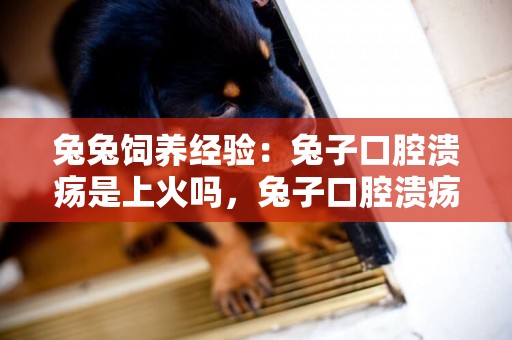 兔兔飼養經驗：兔子口腔潰瘍是上火嗎，兔子口腔潰瘍怎么辦
