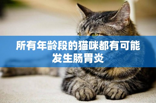 所有年齡段的貓咪都有可能發生腸胃炎