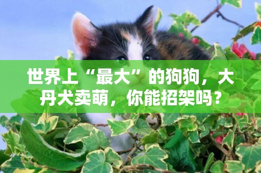 世界上“最大”的狗狗，大丹犬賣萌，你能招架嗎？