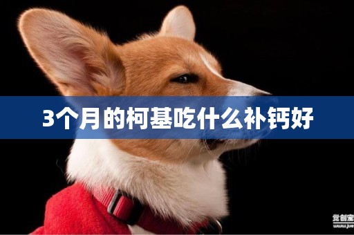 3個月的柯基吃什么補鈣好