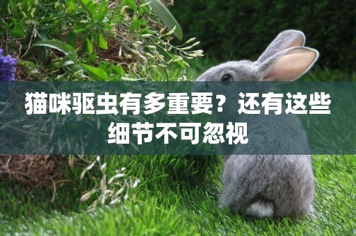 貓咪驅蟲有多重要？還有這些細節不可忽視