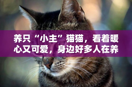 養只“小主”貓貓，看著暖心又可愛，身邊好多人在養