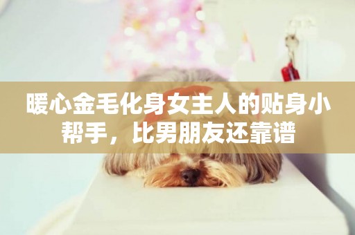 暖心金毛化身女主人的貼身小幫手，比男朋友還靠譜