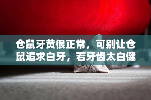 倉鼠牙黃很正常，可別讓倉鼠追求白牙，若牙齒太白健康問題不小