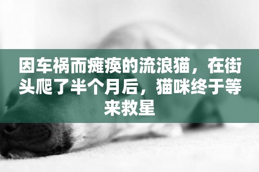 因車禍而癱瘓的流浪貓，在街頭爬了半個月后，貓咪終于等來救星