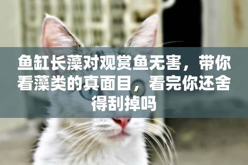 魚缸長藻對觀賞魚無害，帶你看藻類的真面目，看完你還舍得刮掉嗎
