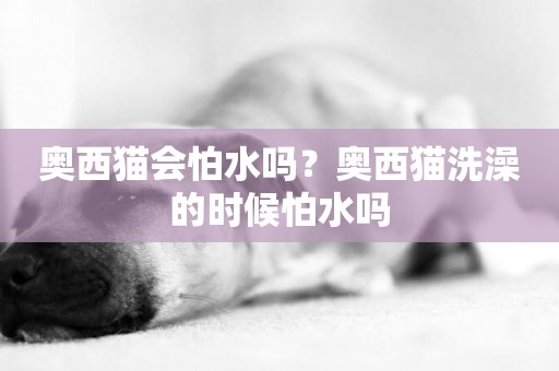 奧西貓會怕水嗎？奧西貓洗澡的時候怕水嗎