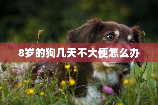 8歲的狗幾天不大便怎么辦