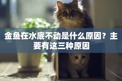 金魚在水底不動是什么原因？主要有這三種原因