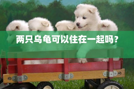 兩只烏龜可以住在一起嗎？ 