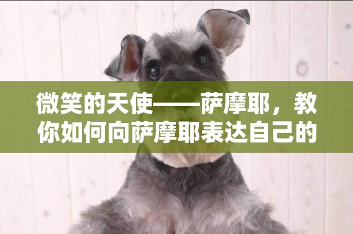 微笑的天使——薩摩耶，教你如何向薩摩耶表達自己的想法