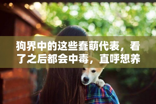 狗界中的這些蠢萌代表，看了之后都會中毒，直呼想養一只！