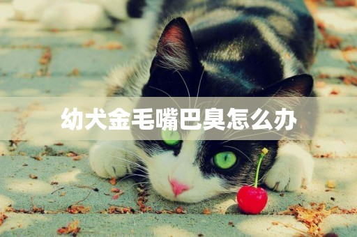 幼犬金毛嘴巴臭怎么辦