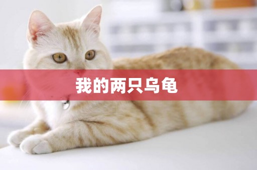 我的兩只烏龜 