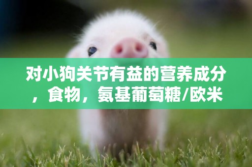 對小狗關節有益的營養成分，食物，氨基葡萄糖/歐米伽-3