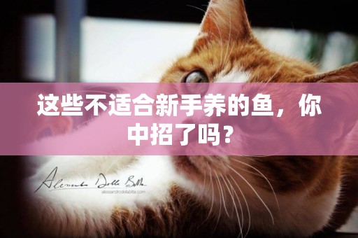 這些不適合新手養的魚，你中招了嗎？