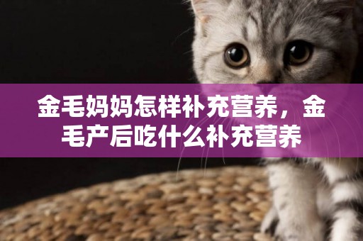 金毛媽媽怎樣補充營養，金毛產后吃什么補充營養