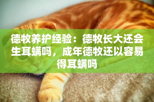 德牧養護經驗：德牧長大還會生耳螨嗎，成年德牧還以容易得耳螨嗎