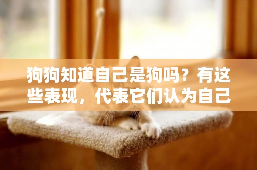 狗狗知道自己是狗嗎？有這些表現，代表它們認為自己是人