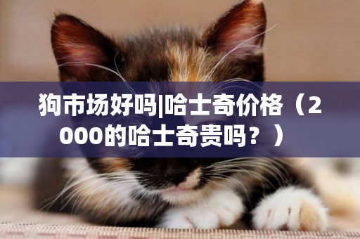 狗市場好嗎|哈士奇價格（2000的哈士奇貴嗎？） 