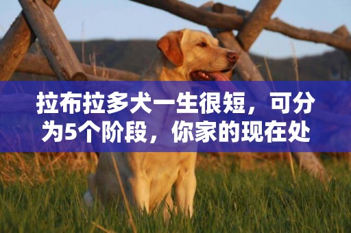 拉布拉多犬一生很短，可分為5個階段，你家的現在處于哪個？