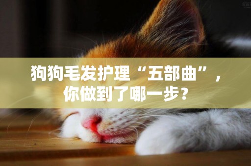 狗狗毛發護理“五部曲”，你做到了哪一步？