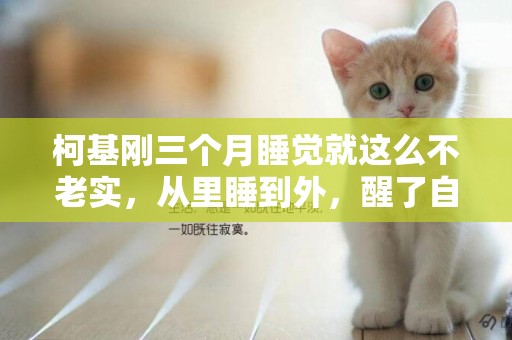 柯基剛三個月睡覺就這么不老實，從里睡到外，醒了自己都懵