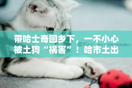 帶哈士奇回鄉下，一不小心被土狗“禍害”！哈市土出生主人傻了！
