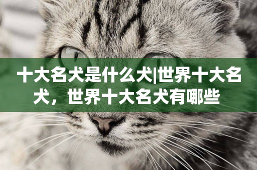十大名犬是什么犬|世界十大名犬，世界十大名犬有哪些 