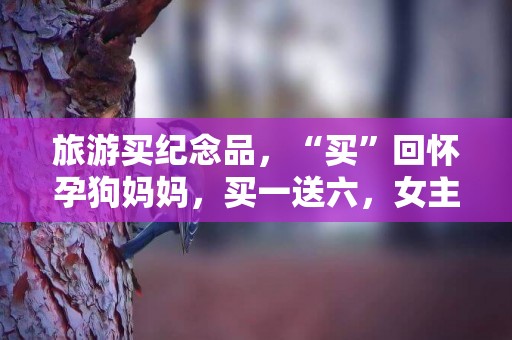 旅游買紀念品，“買”回懷孕狗媽媽，買一送六，女主：最好的禮物
