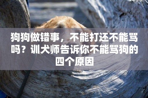 狗狗做錯事，不能打還不能罵嗎？訓犬師告訴你不能罵狗的四個原因
