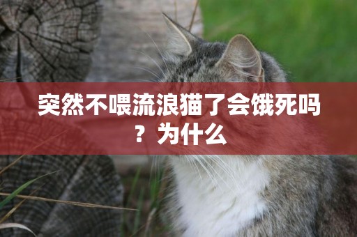 突然不喂流浪貓了會餓死嗎？為什么