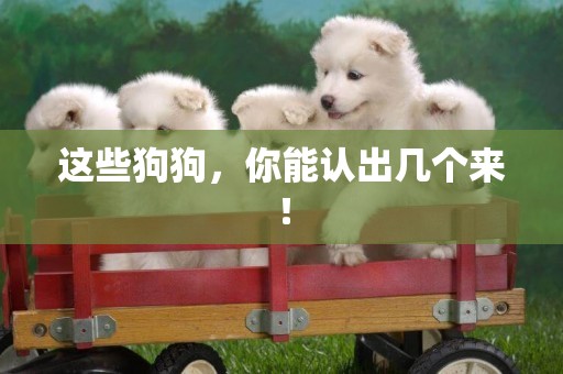 這些狗狗，你能認出幾個來！