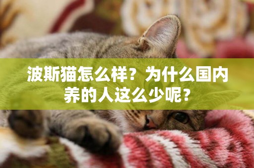 波斯貓怎么樣？為什么國內養的人這么少呢？