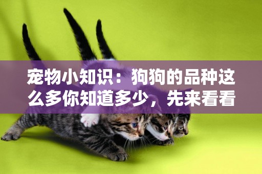 寵物小知識：狗狗的品種這么多你知道多少，先來看看這幾種吧