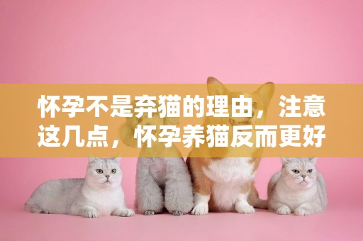 懷孕不是棄貓的理由，注意這幾點，懷孕養貓反而更好！