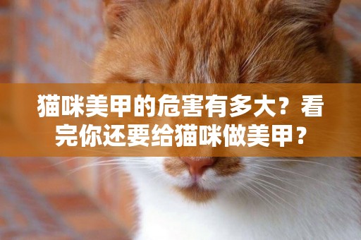 貓咪美甲的危害有多大？看完你還要給貓咪做美甲？