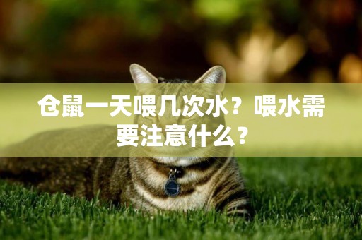 倉鼠一天喂幾次水？喂水需要注意什么？