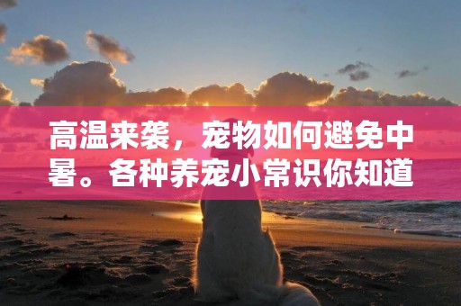 高溫來襲，寵物如何避免中暑。各種養寵小常識你知道多少？